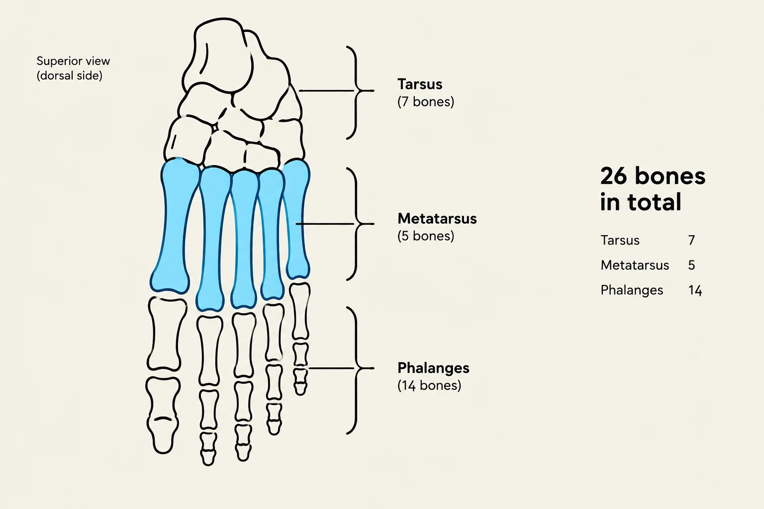 Diagram illustrating the bones of the human foot, showing the Tarsus (7 bones), Metatarsus (5 bones), and Phalanges (14 bones), totaling 26 bones.