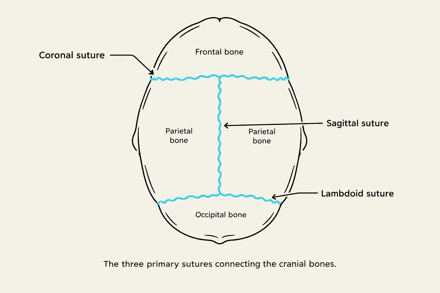 Diagram illustrating the three primary sutures of the human skull: coronal, sagittal, and lambdoid, which connect the frontal, parietal, and occipital bones.