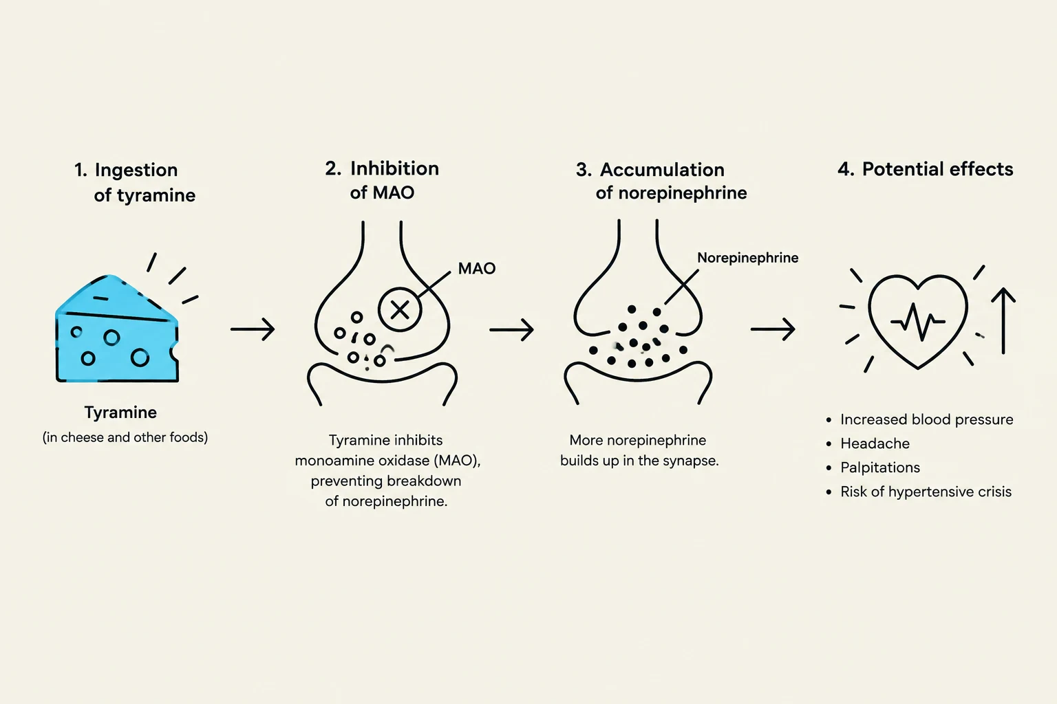 This diagram illustrates the physiological process of tyramine ingestion leading to the inhibition of monoamine oxidase (MAO), resulting in the accumulation of norepinephrine and potential adverse effects such as increased blood pressure and headache.