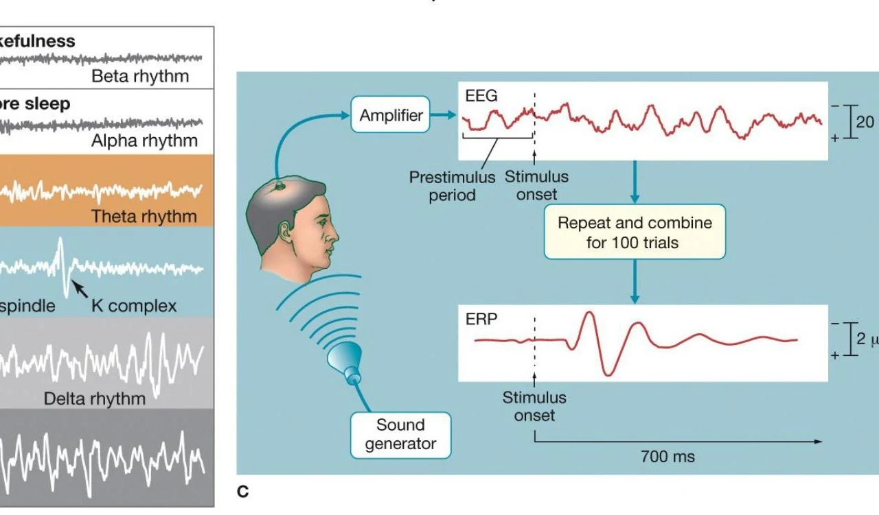 This diagram illustrates the process of measuring brain activity using electroencephalography (EEG) and event-related potentials (ERP). It shows different brainwave patterns associated with various states of consciousness and sleep, and how a sound stimulus is used to elicit an ERP, which is then averaged over multiple trials to reveal a consistent response.