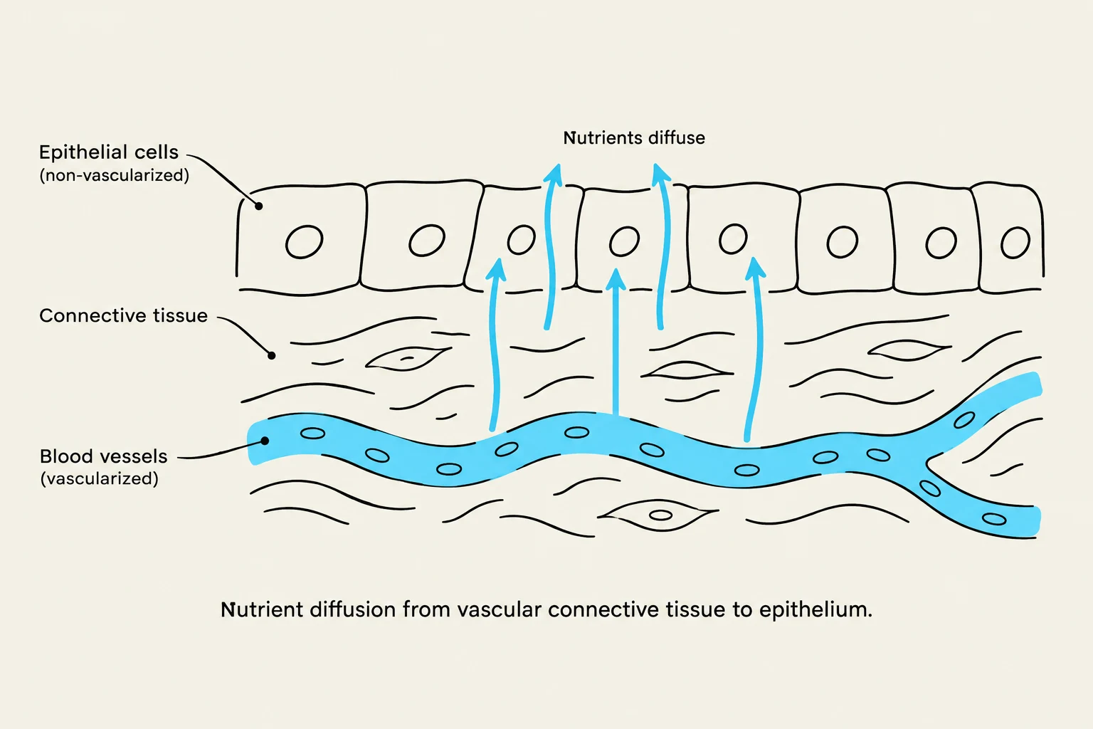 Diagram illustrating nutrient diffusion from vascular connective tissue to non-vascularized epithelial cells.