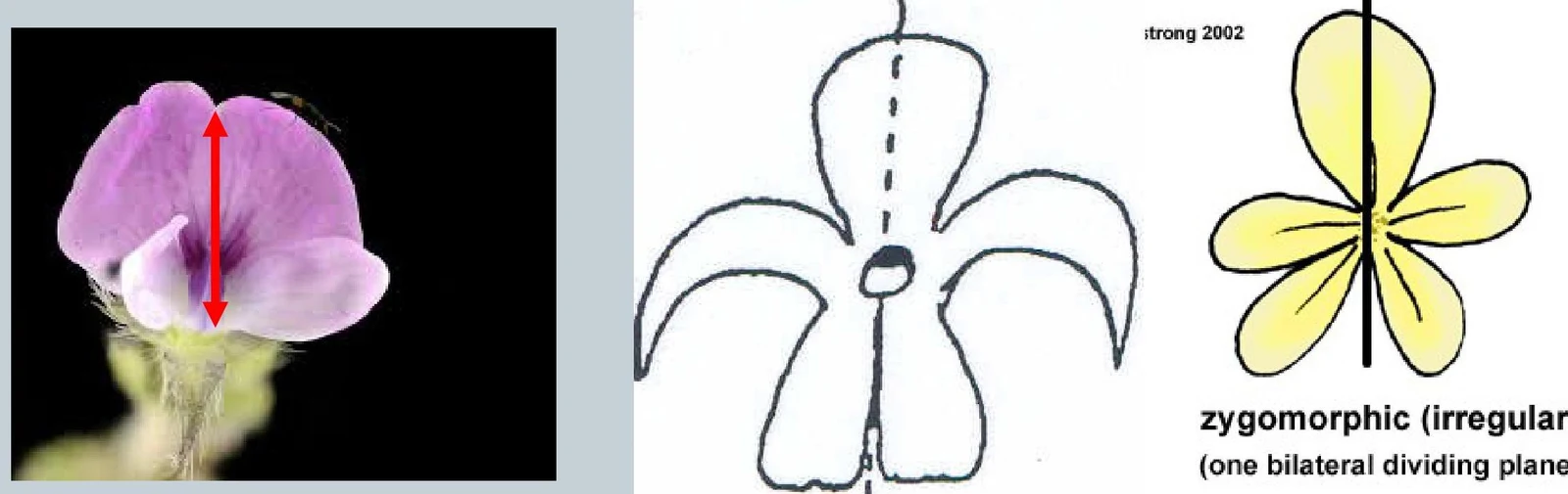 Diagrams illustrating zygomorphic (irregular) flower symmetry, which has one bilateral dividing plane.
