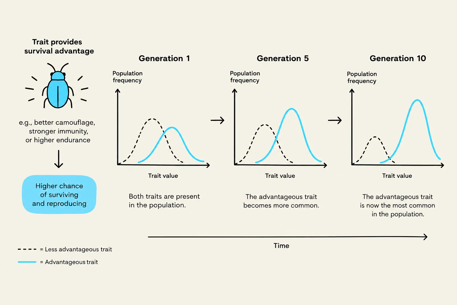 This illustration depicts the process of natural selection, showing how an advantageous trait becomes more common in a population over generations due to increased survival and reproduction rates.
