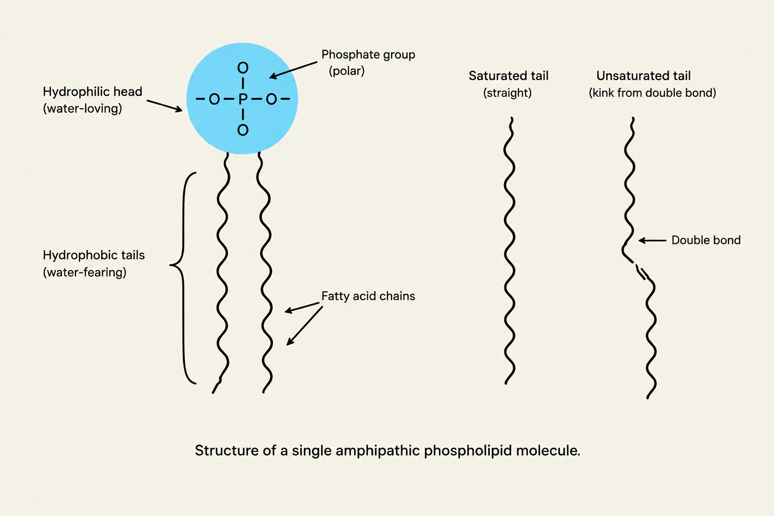 Structure of a single amphipathic phospholipid molecule, showing its hydrophilic head and hydrophobic tails, as well as saturated and unsaturated fatty acid chains.