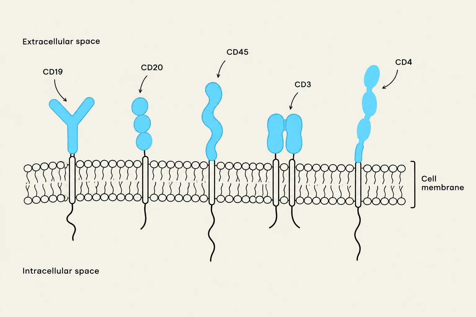 Diagram illustrating various cell surface receptors, including CD19, CD20, CD45, CD3, and CD4, embedded within a cell membrane.