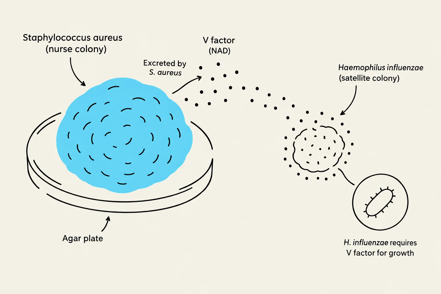 This diagram illustrates the symbiotic relationship between Staphylococcus aureus and Haemophilus influenzae on an agar plate. S. aureus excretes V factor (NAD), which is essential for the growth of H. influenzae, forming satellite colonies around the nurse colony.