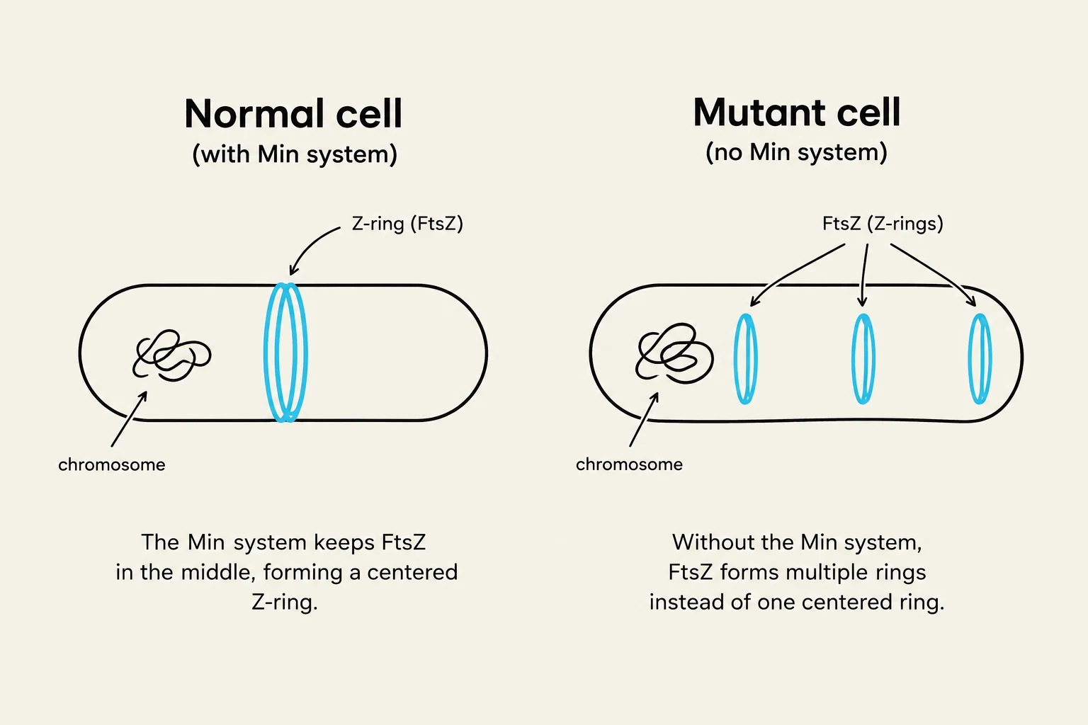 This diagram illustrates the difference between a normal cell with a Min system and a mutant cell without it, showing how the Min system is crucial for forming a single, centered Z-ring during cell division.