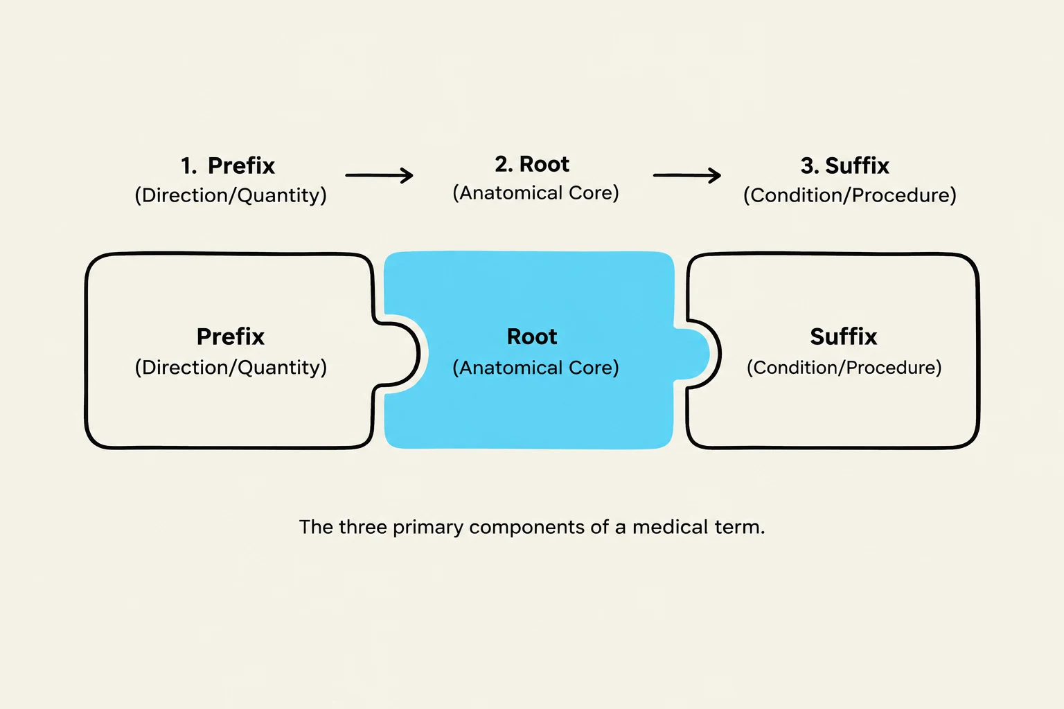 The three primary components of a medical term: prefix, root, and suffix.