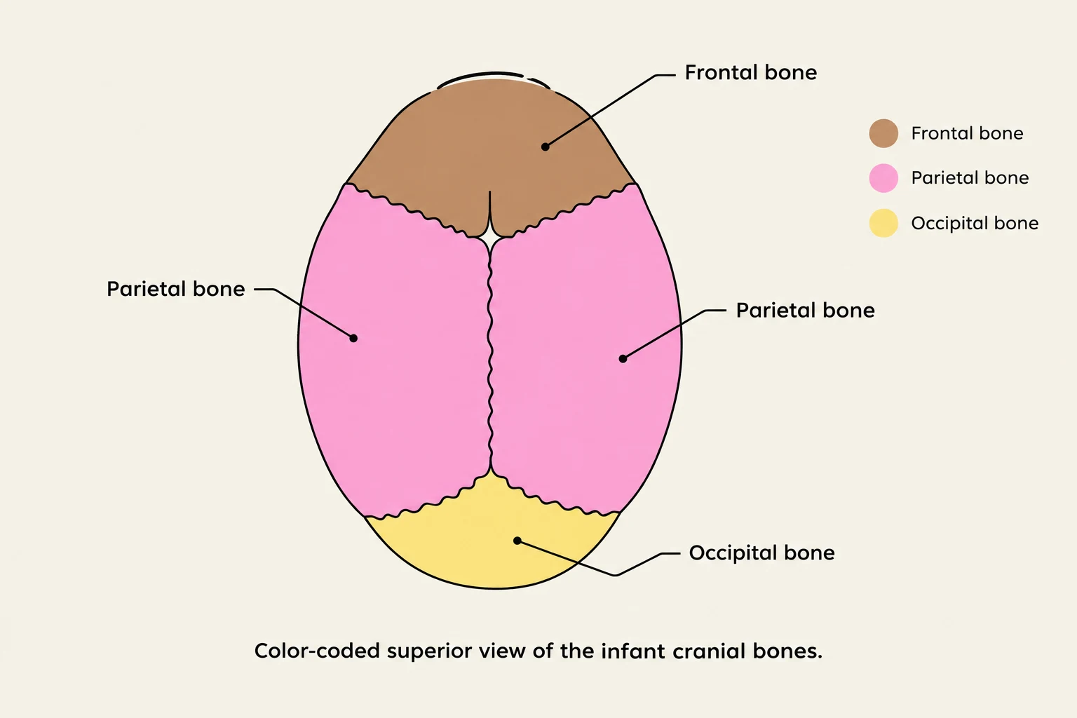 Color-coded superior view of the infant cranial bones.