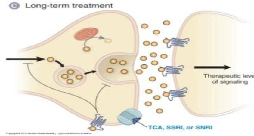 Diagram illustrating the mechanism of action of antidepressants like TCA, SSRI, or SNRI on neurotransmitter signaling at a synapse.