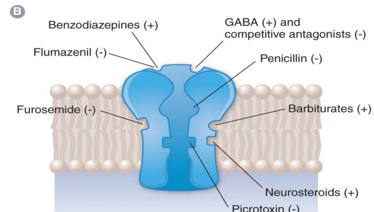 Diagram illustrating the binding sites of various substances on a GABA-A receptor, indicating their excitatory or inhibitory effects.