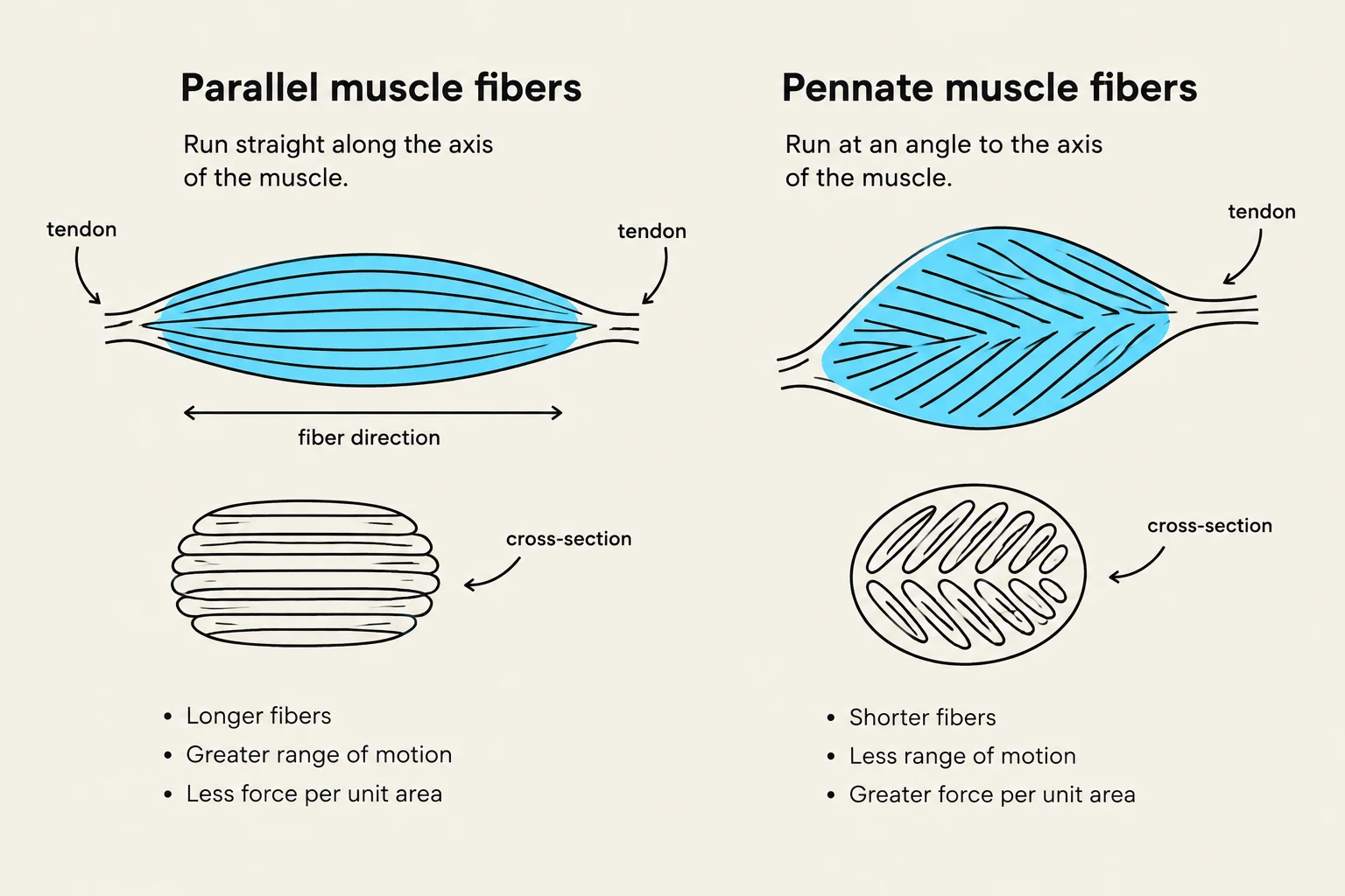 Diagram illustrating the differences between parallel and pennate muscle fibers, including their structure, fiber direction, cross-sections, and functional characteristics.