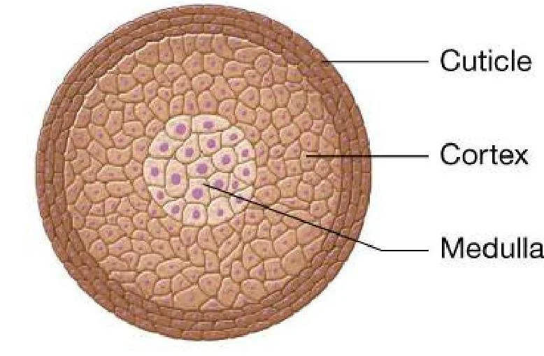 Diagram showing the cross-section of a hair shaft, illustrating its three main layers: the cuticle, cortex, and medulla.
