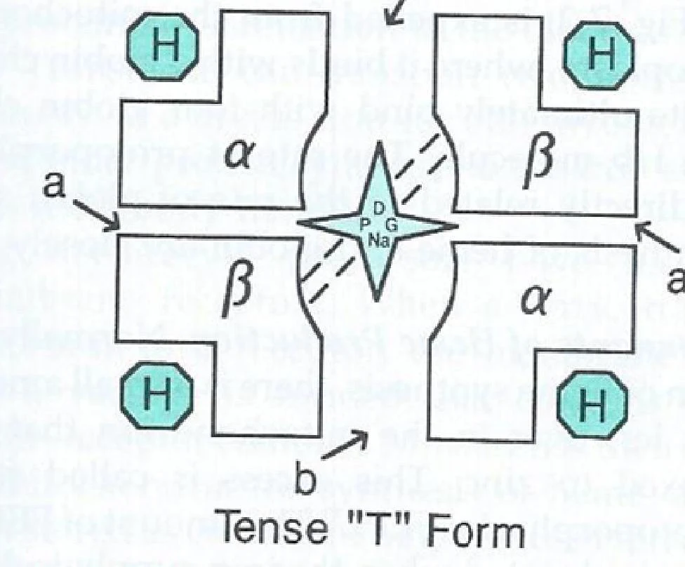 Diagram illustrating the tense "T" form of a protein complex, possibly a transporter, with alpha and beta subunits and associated molecules labeled H, D, P, G, and Na.
