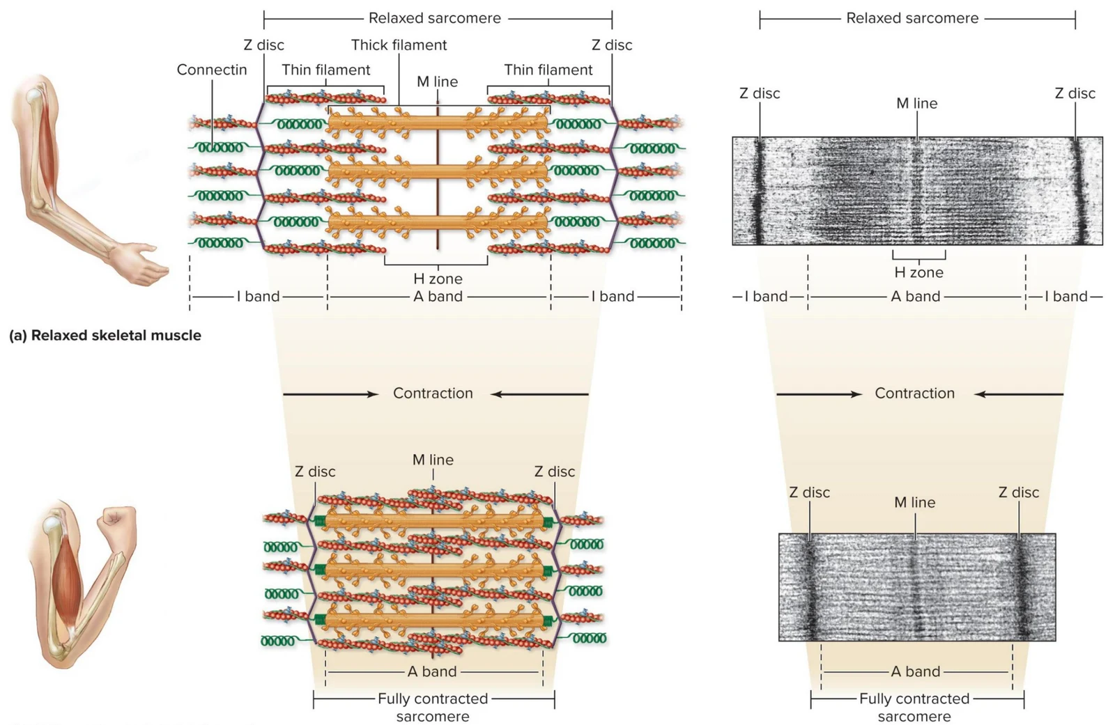 Diagram illustrating the structure of a sarcomere, the basic contractile unit of skeletal muscle, in both relaxed and contracted states, alongside corresponding electron micrographs.