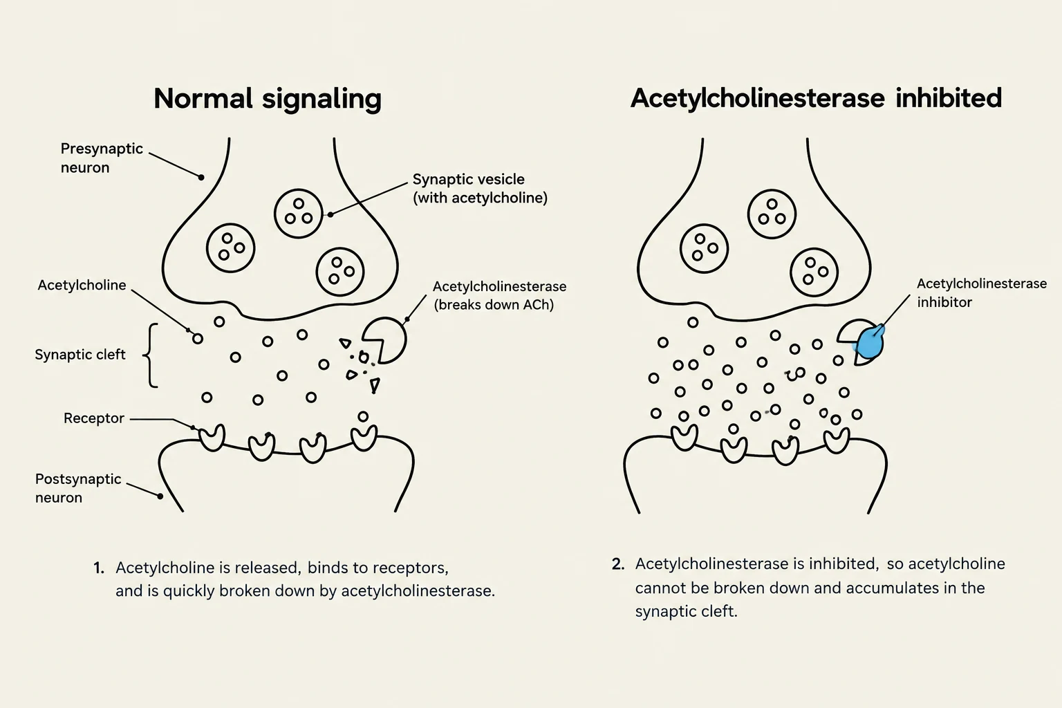Diagram illustrating normal synaptic signaling and the effect of acetylcholinesterase inhibition on acetylcholine accumulation in the synaptic cleft.