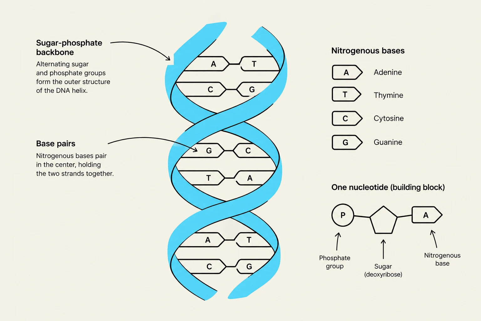 Diagram illustrating the structure of DNA, including the sugar-phosphate backbone, base pairs (Adenine with Thymine, Guanine with Cytosine), and a single nucleotide composed of a phosphate group, sugar (deoxyribose), and a nitrogenous base.