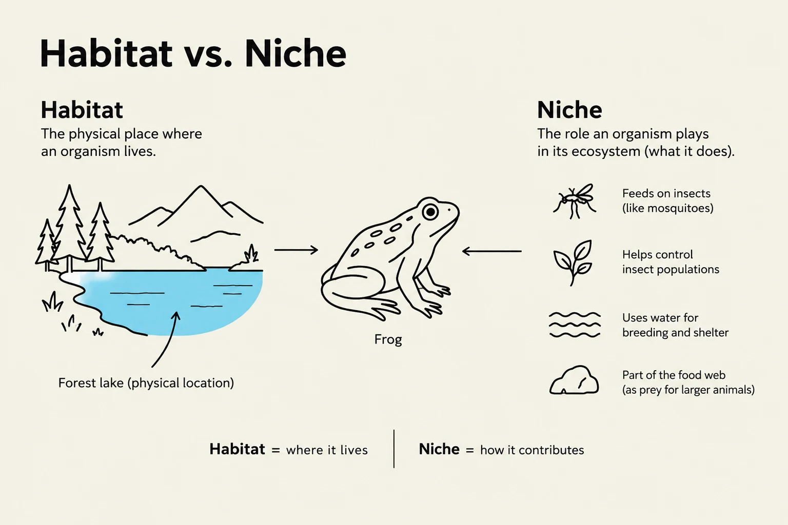 This diagram illustrates the difference between an organism's habitat, which is its physical location, and its niche, which describes its role and function within its ecosystem. The example uses a frog, showing its habitat as a forest lake and its niche as feeding on insects, controlling insect populations, using water for breeding, and being part of the food web.