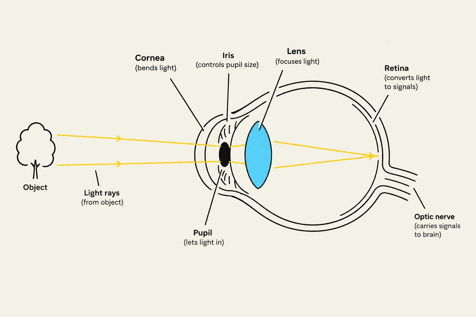 Diagram illustrating the parts of the human eye and how light rays from an object are processed.