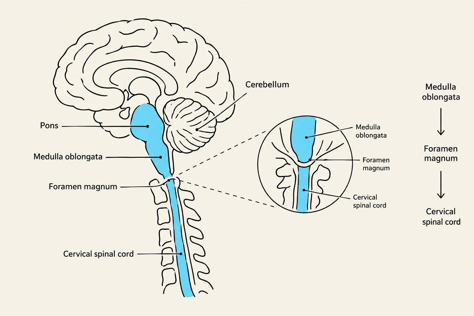 Diagram illustrating the brainstem and upper spinal cord, including the pons, medulla oblongata, cerebellum, foramen magnum, and cervical spinal cord.