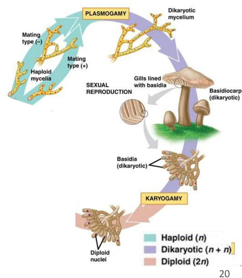 Diagram illustrating the sexual reproduction cycle of a fungus, showing plasmogamy, karyogamy, and the development of a basidiocarp.