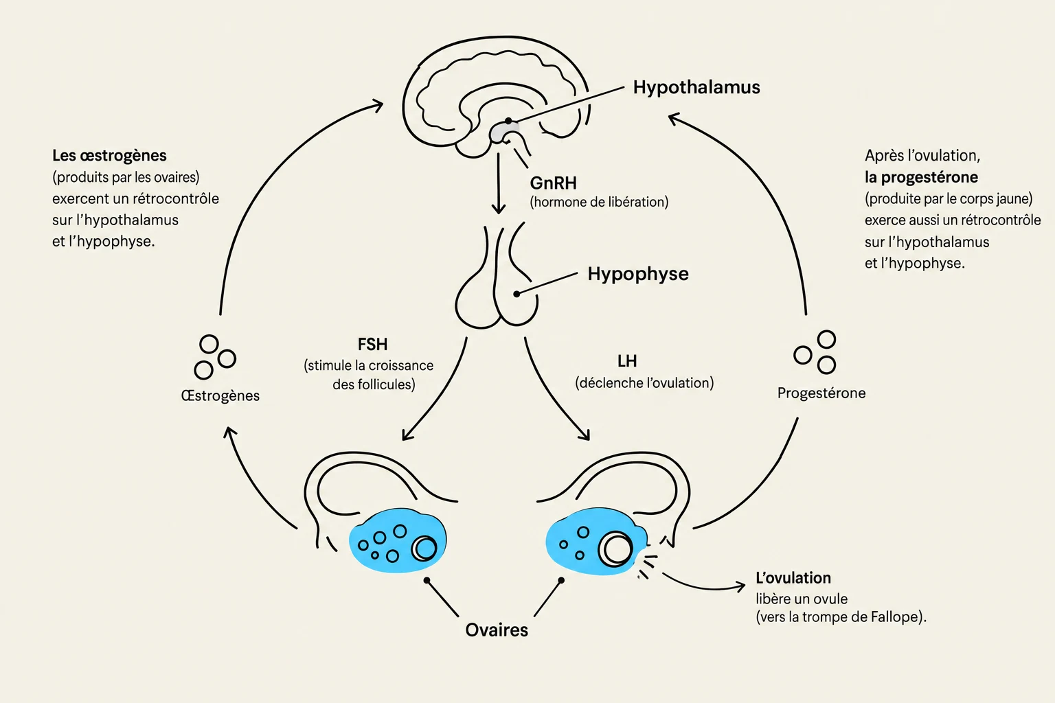 Diagram illustrating the hormonal regulation of the menstrual cycle, showing the roles of the hypothalamus, pituitary gland, ovaries, estrogen, progesterone, FSH, and LH.