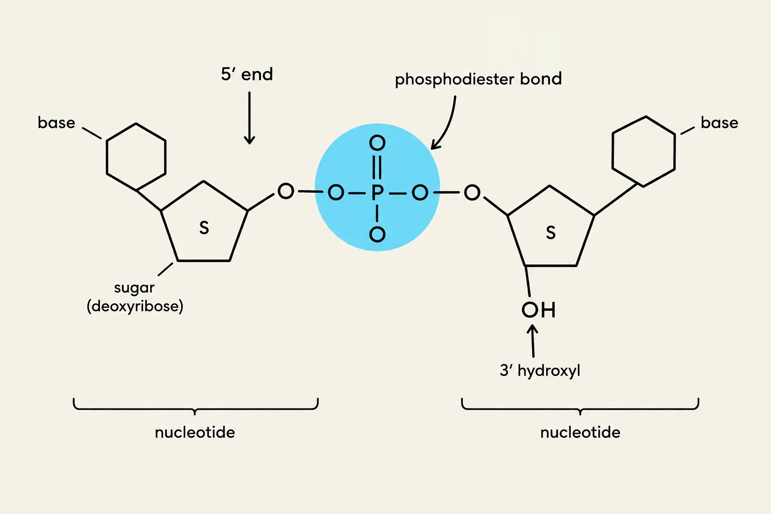 Diagram illustrating the phosphodiester bond linking two deoxyribose nucleotides in a DNA strand, highlighting the 5' end and 3' hydroxyl group.