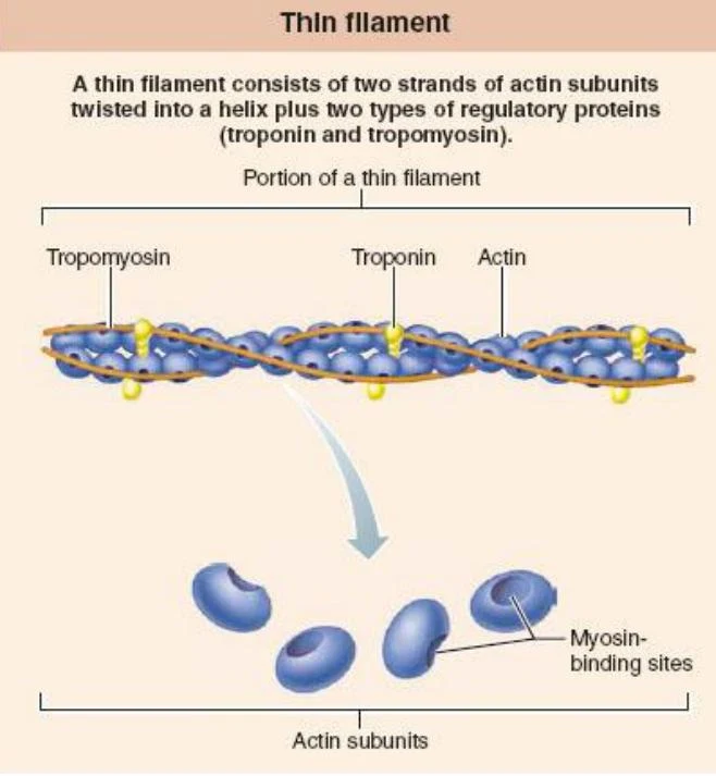 Diagram illustrating the structure of a thin filament, composed of actin subunits, tropomyosin, and troponin, with labels for myosin-binding sites.