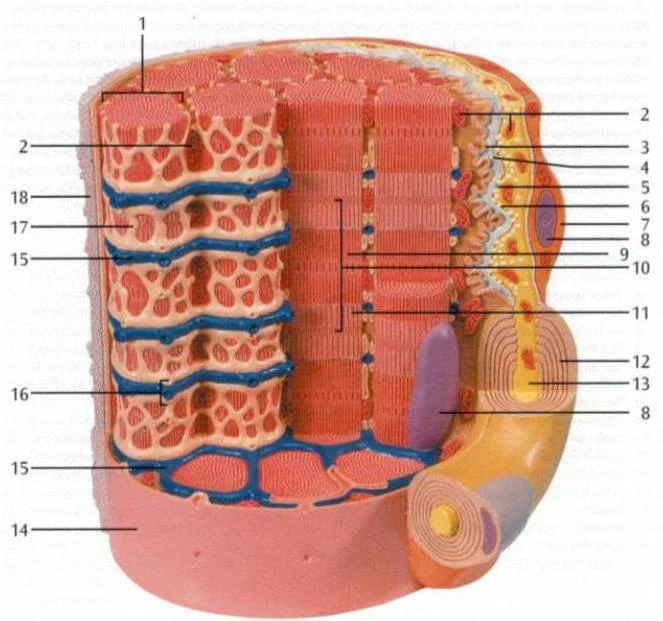 Diagram illustrating the structure of a muscle fiber.