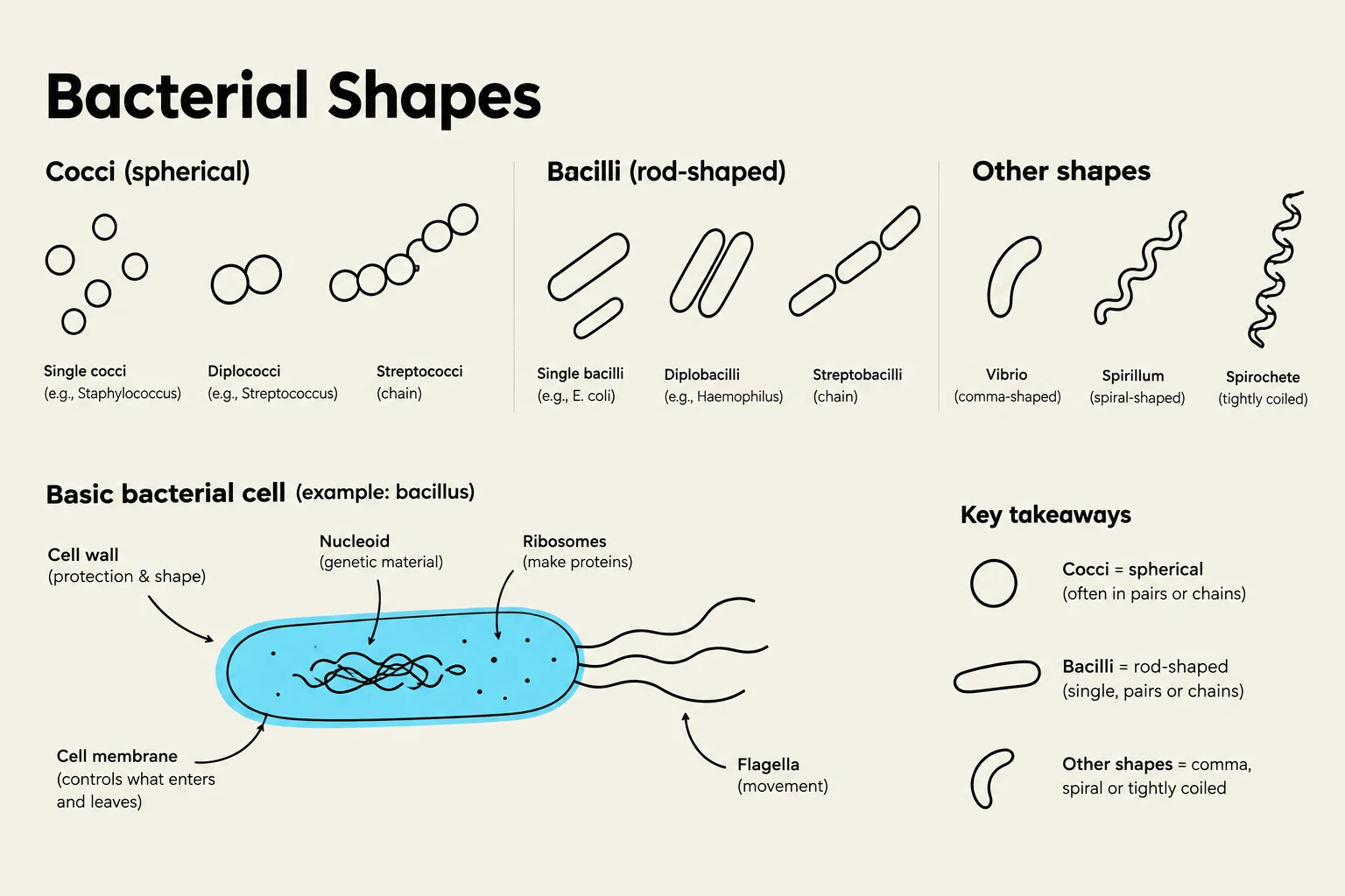 This illustration displays various bacterial shapes, including cocci (spherical), bacilli (rod-shaped), and other forms like vibrio, spirillum, and spirochete. It also labels the basic components of a bacillus cell: cell wall, cell membrane, nucleoid, ribosomes, and flagella.