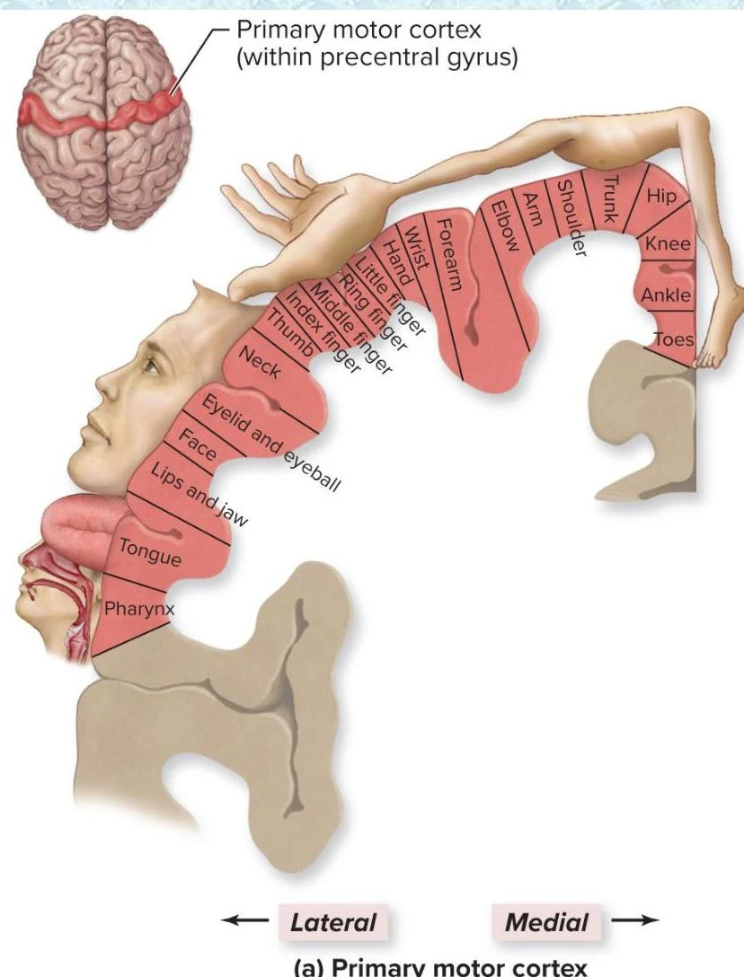 Diagram illustrating the primary motor cortex, also known as the precentral gyrus, and its somatotopic organization, showing which areas of the cortex correspond to different parts of the body.