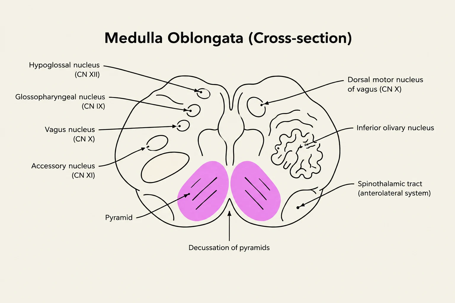 A cross-section of the medulla oblongata, illustrating key structures such as the hypoglossal nucleus, vagus nucleus, pyramid, and spinothalamic tract.