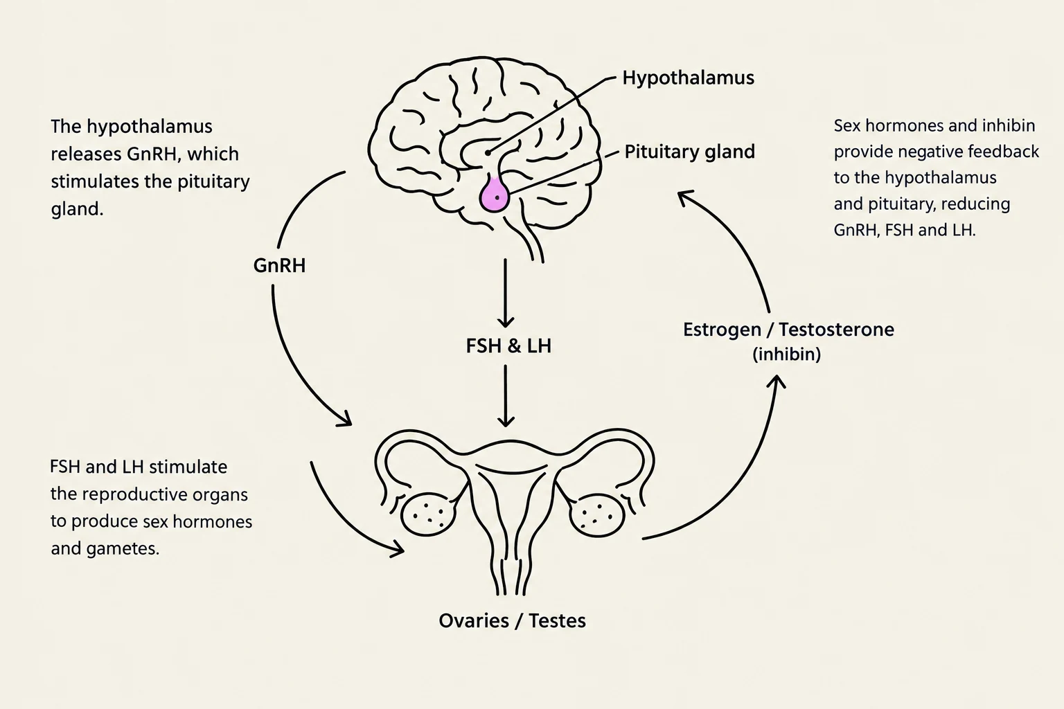 Diagram illustrating the hormonal regulation of the reproductive system, involving the hypothalamus, pituitary gland, and gonads (ovaries/testes).