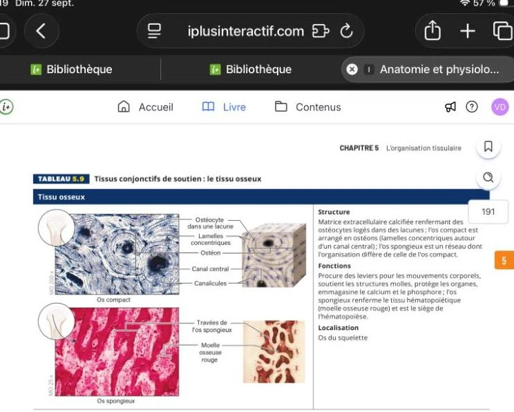 This illustration shows the microscopic structure of compact and spongy bone tissue, detailing osteocytes, lamellae, Haversian canals, and trabeculae. It also outlines the functions and location of bone tissue within the skeletal system.