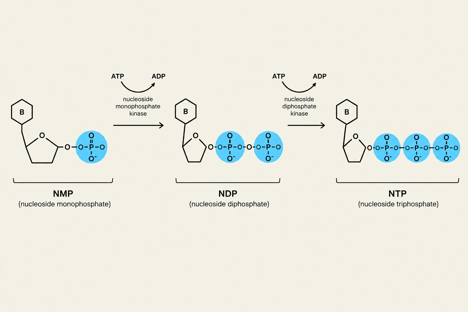 This diagram illustrates the conversion of nucleoside monophosphates (NMP) to nucleoside diphosphates (NDP) and then to nucleoside triphosphates (NTP) through enzymatic reactions involving ATP and ADP.
