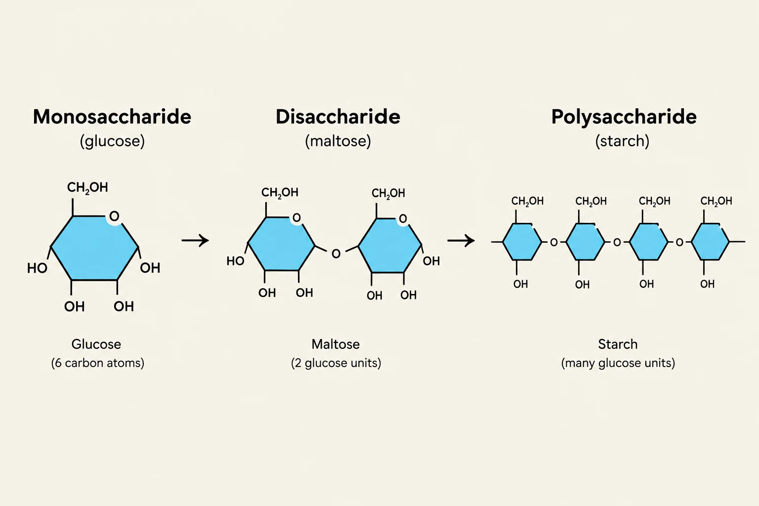 This diagram illustrates the formation of disaccharides and polysaccharides from monosaccharides, using glucose as an example. It shows glucose (a monosaccharide), maltose (a disaccharide formed from two glucose units), and starch (a polysaccharide formed from many glucose units).