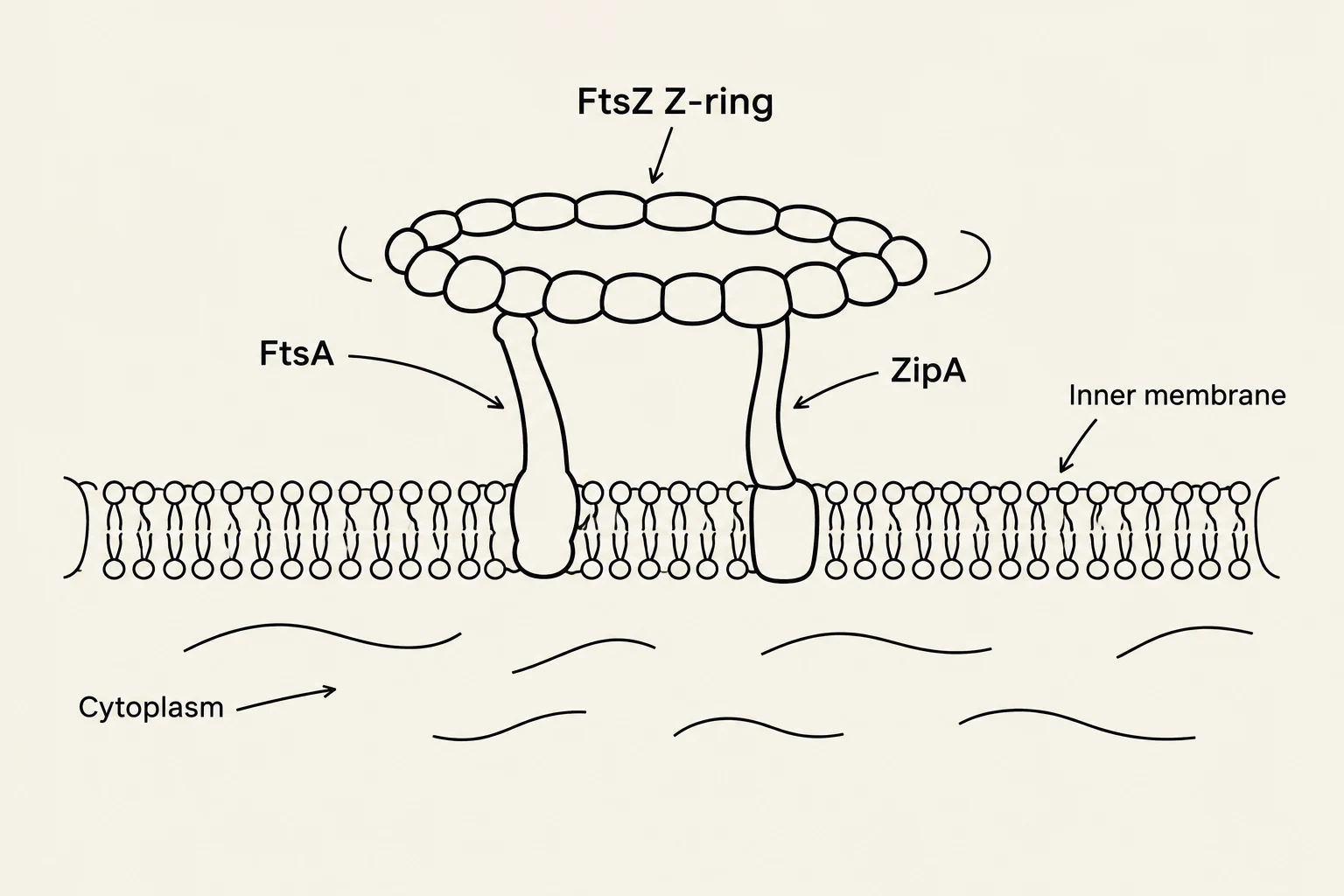 Diagram illustrating the FtsZ Z-ring, FtsA, and ZipA proteins interacting with the inner membrane and cytoplasm, likely involved in cell division.