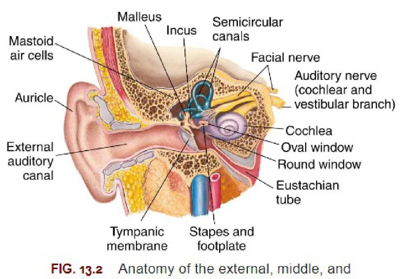 Anatomical illustration of the human ear, detailing the external, middle, and inner ear structures including the auricle, external auditory canal, tympanic membrane, malleus, incus, stapes, semicircular canals, cochlea, Eustachian tube, and associated nerves.