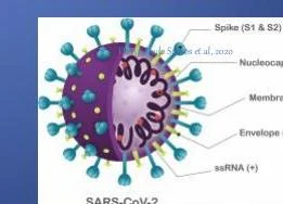 Diagram of the SARS-CoV-2 virus, showing its structure including spike proteins, nucleocapsid, membrane, envelope, and ssRNA.