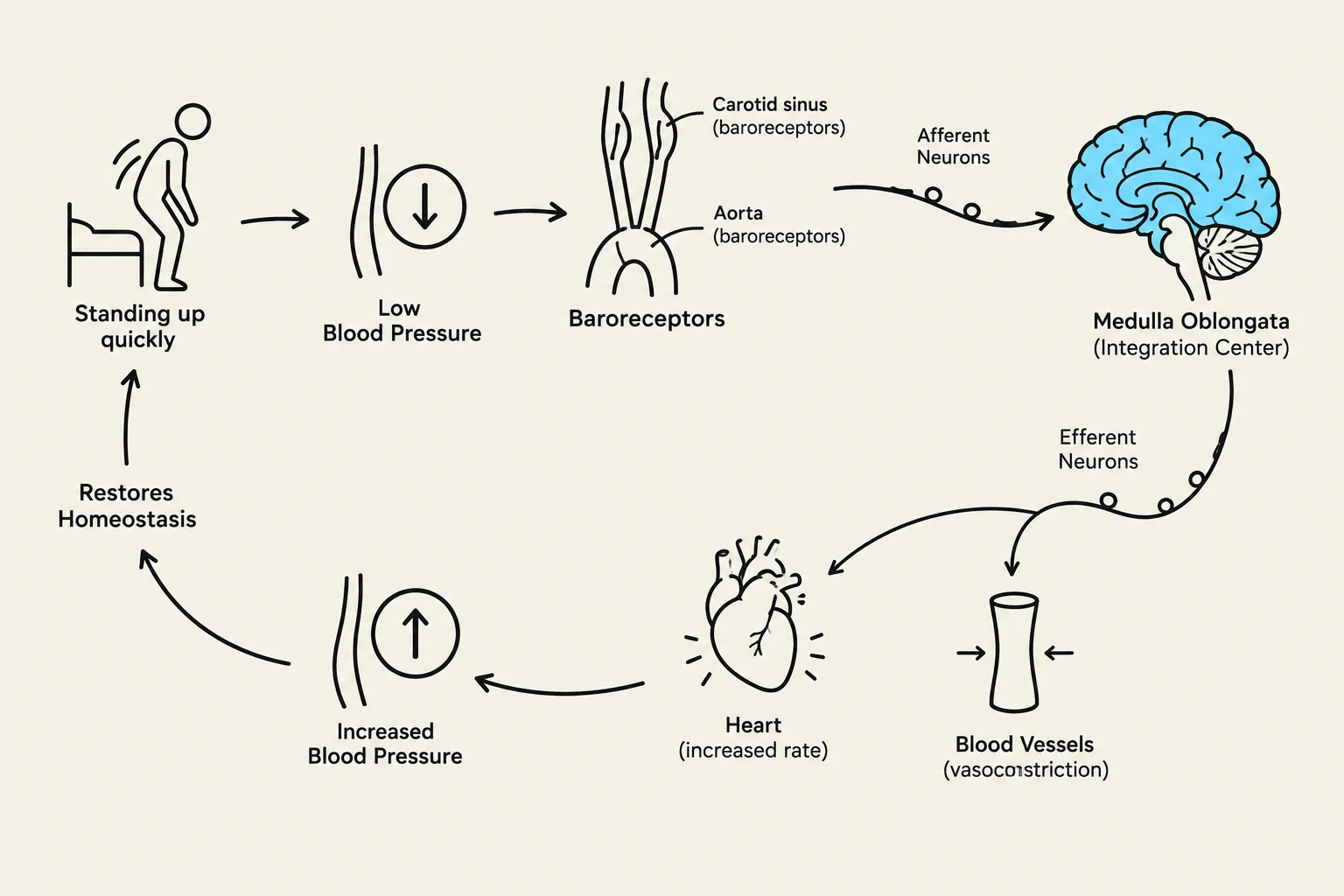 This diagram illustrates the baroreceptor reflex, a physiological mechanism that helps regulate blood pressure. When a person stands up quickly, blood pressure may drop, triggering baroreceptors in the carotid sinus and aorta. This information is sent to the medulla oblongata in the brain, which then signals the heart to increase its rate and blood vessels to constrict, ultimately restoring homeostasis and normal blood pressure.