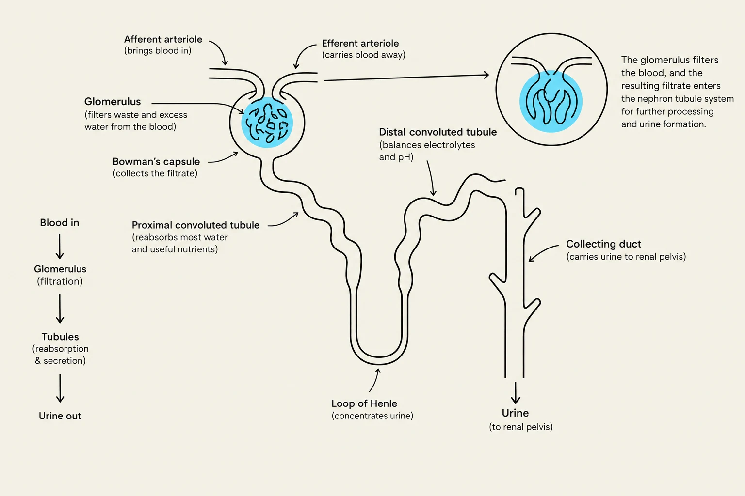 Diagram illustrating the structure and function of a nephron, the functional unit of the kidney, showing the processes of filtration, reabsorption, and secretion in urine formation.