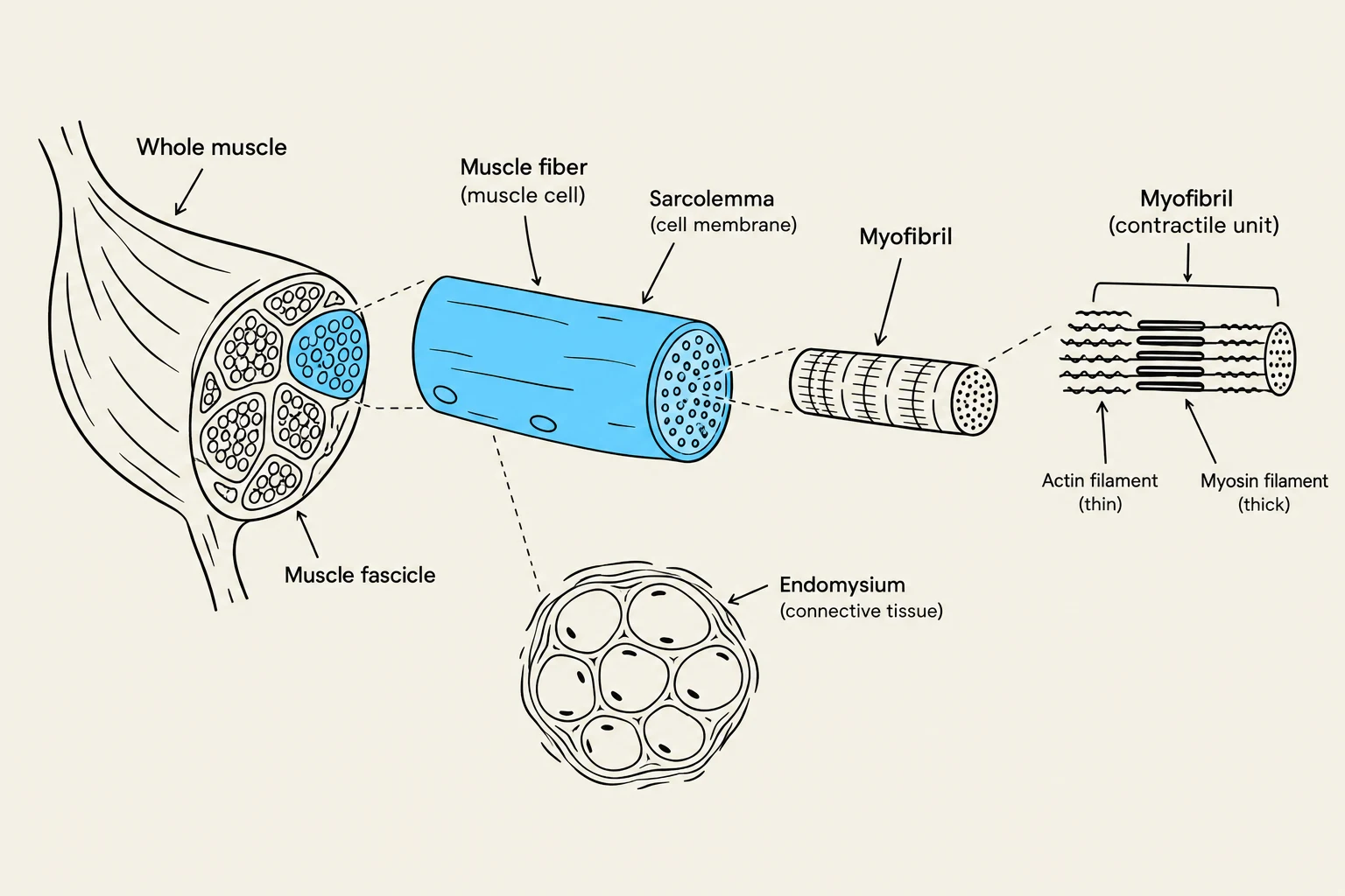 Diagram illustrating the hierarchical structure of a muscle, from the whole muscle down to the actin and myosin filaments within a myofibril.