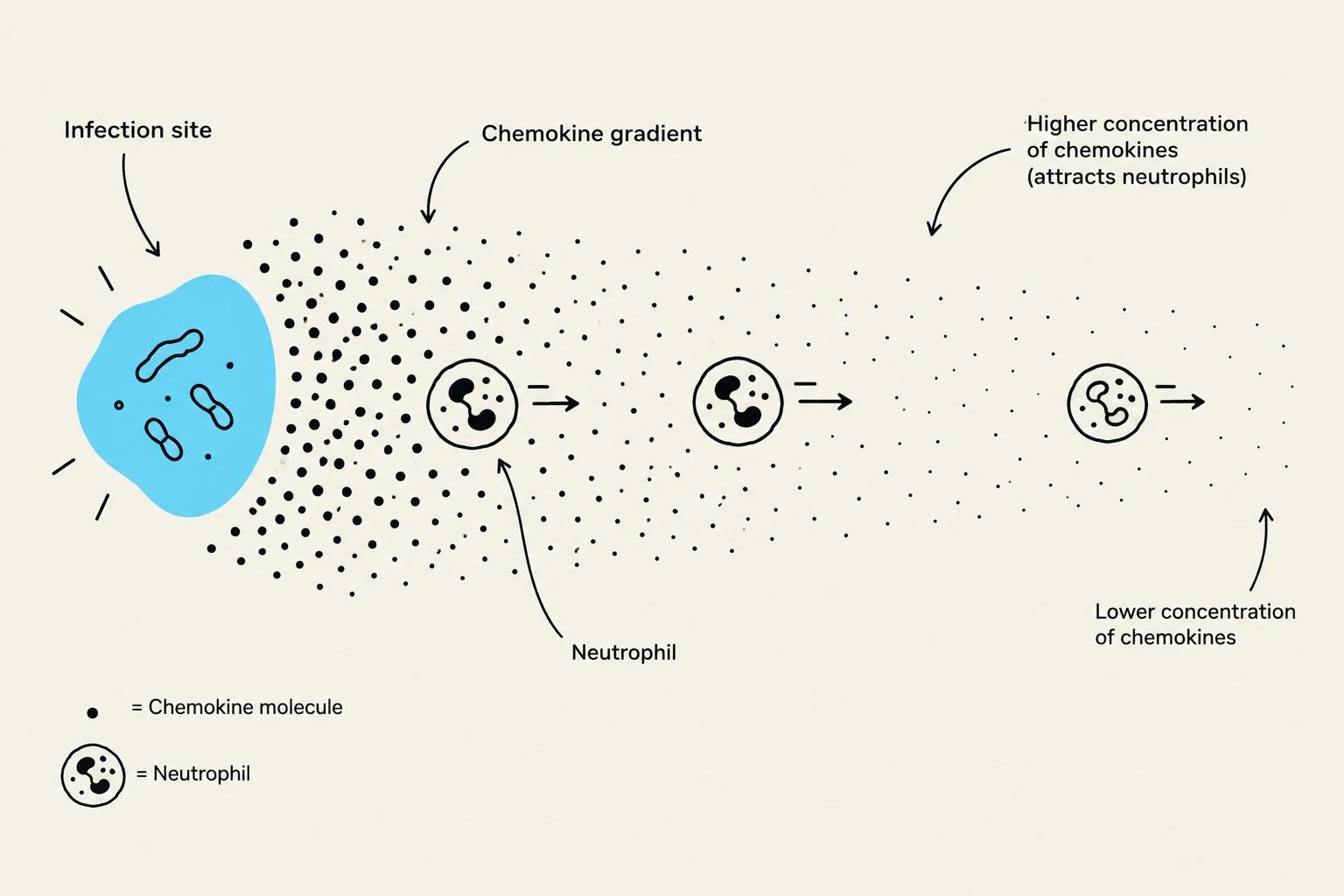 This diagram illustrates how neutrophils are attracted to an infection site by a chemokine gradient. Higher concentrations of chemokines, shown as small dots, attract neutrophils, depicted as circular cells with segmented nuclei, towards the source of infection.