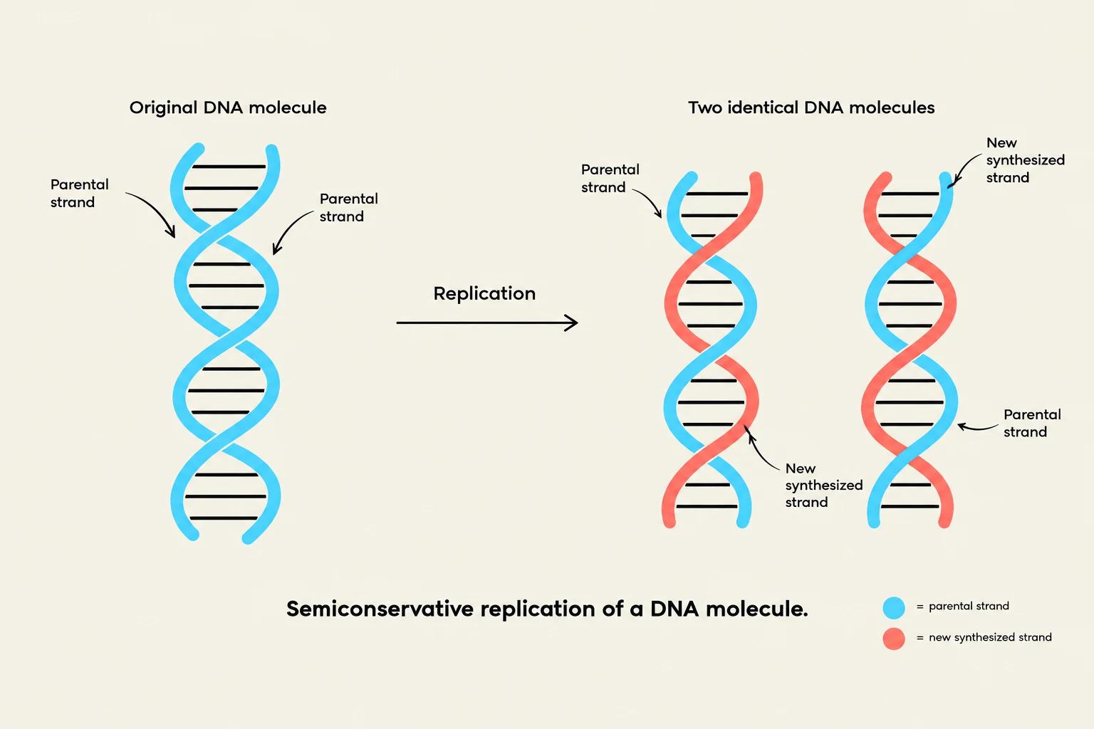 This diagram illustrates the process of semiconservative DNA replication, where an original DNA molecule divides into two identical daughter molecules, each containing one original strand and one newly synthesized strand.