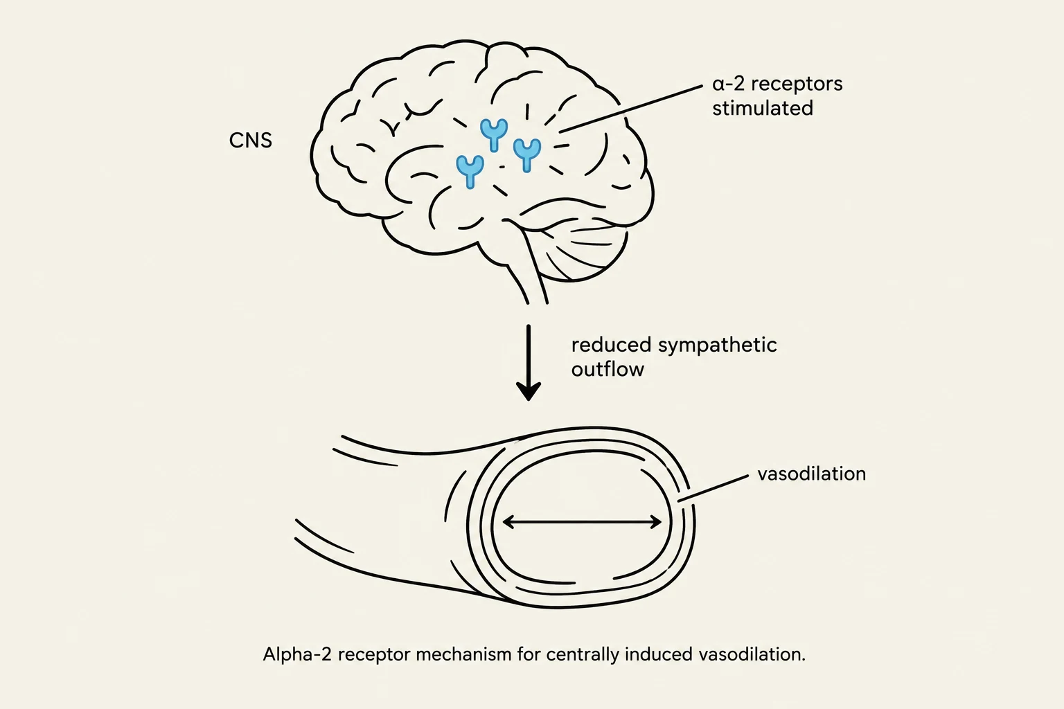 Diagram illustrating the alpha-2 receptor mechanism for centrally induced vasodilation, showing stimulation of alpha-2 receptors in the CNS leading to reduced sympathetic outflow and subsequent vasodilation.