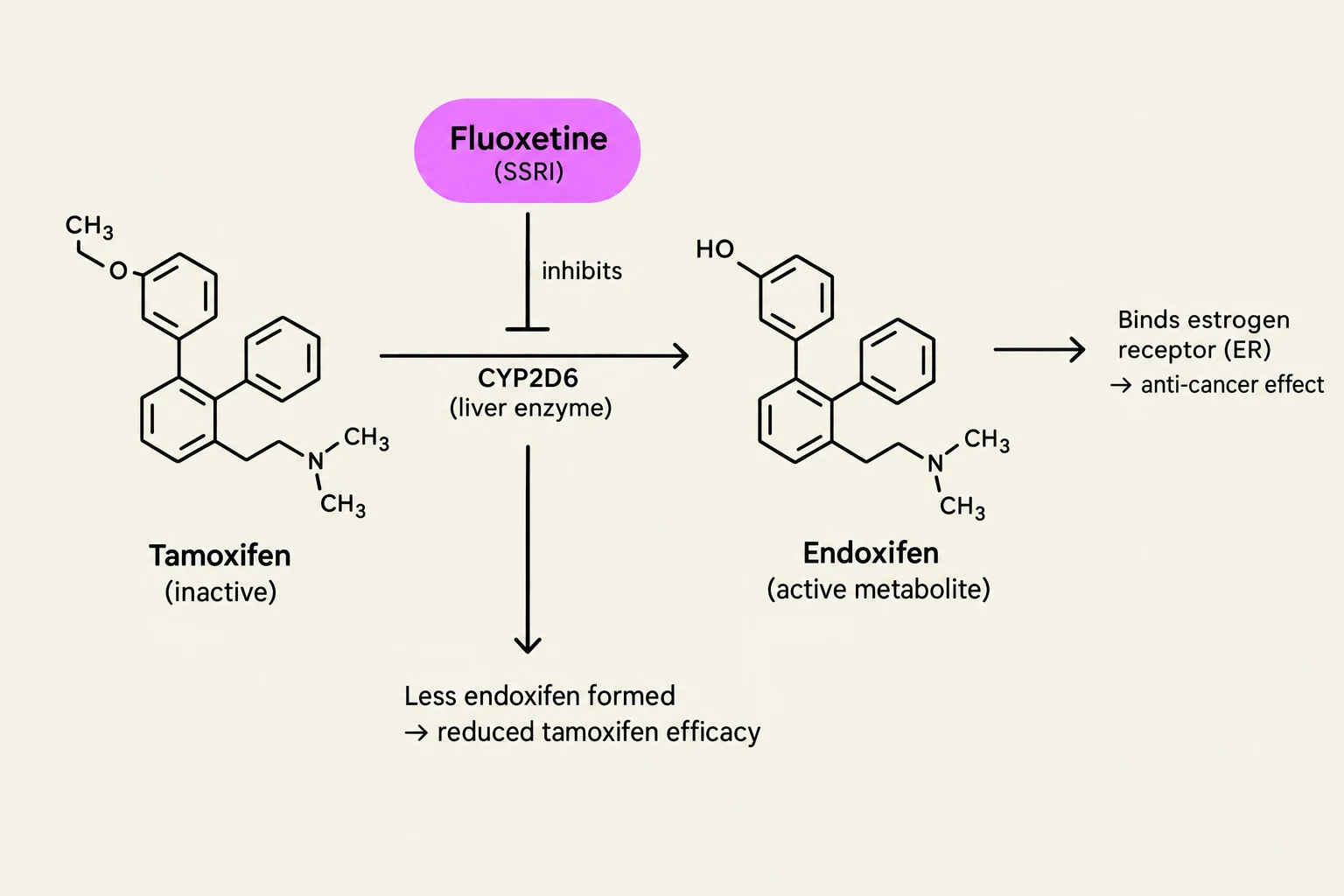 This diagram illustrates how fluoxetine inhibits CYP2D6, a liver enzyme, leading to reduced formation of endoxifen from tamoxifen, which in turn decreases tamoxifen's efficacy and its anti-cancer effect by binding to the estrogen receptor.