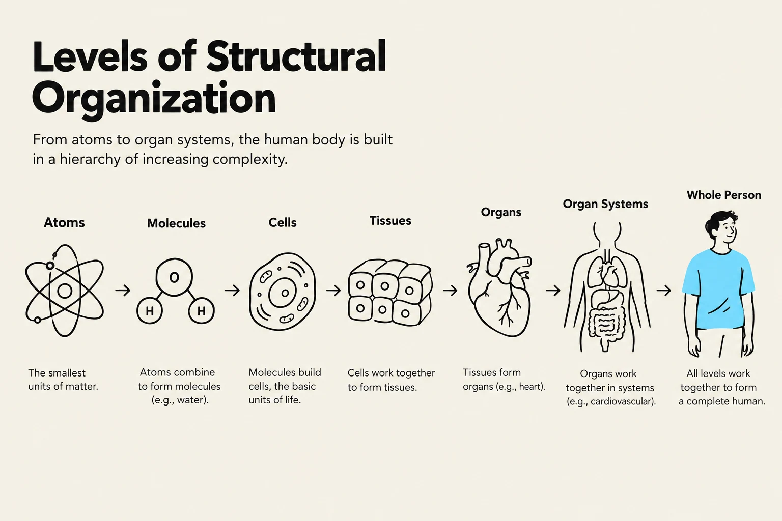 This diagram illustrates the hierarchical levels of structural organization in the human body, starting from atoms and progressing to organ systems and the whole person.