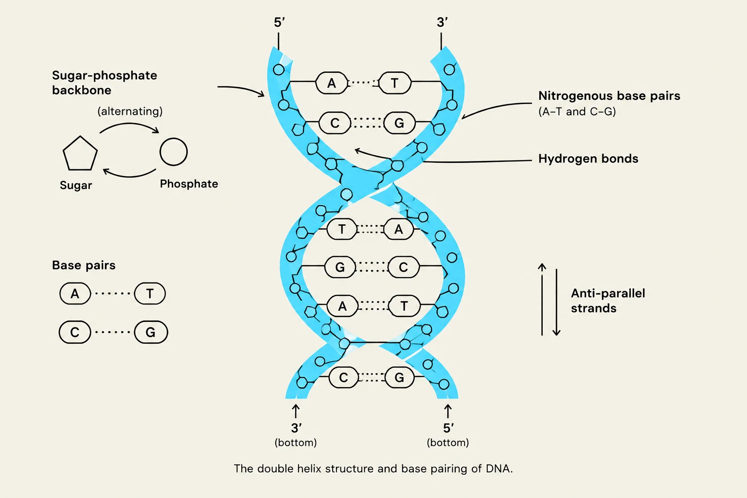 The double helix structure and base pairing of DNA.