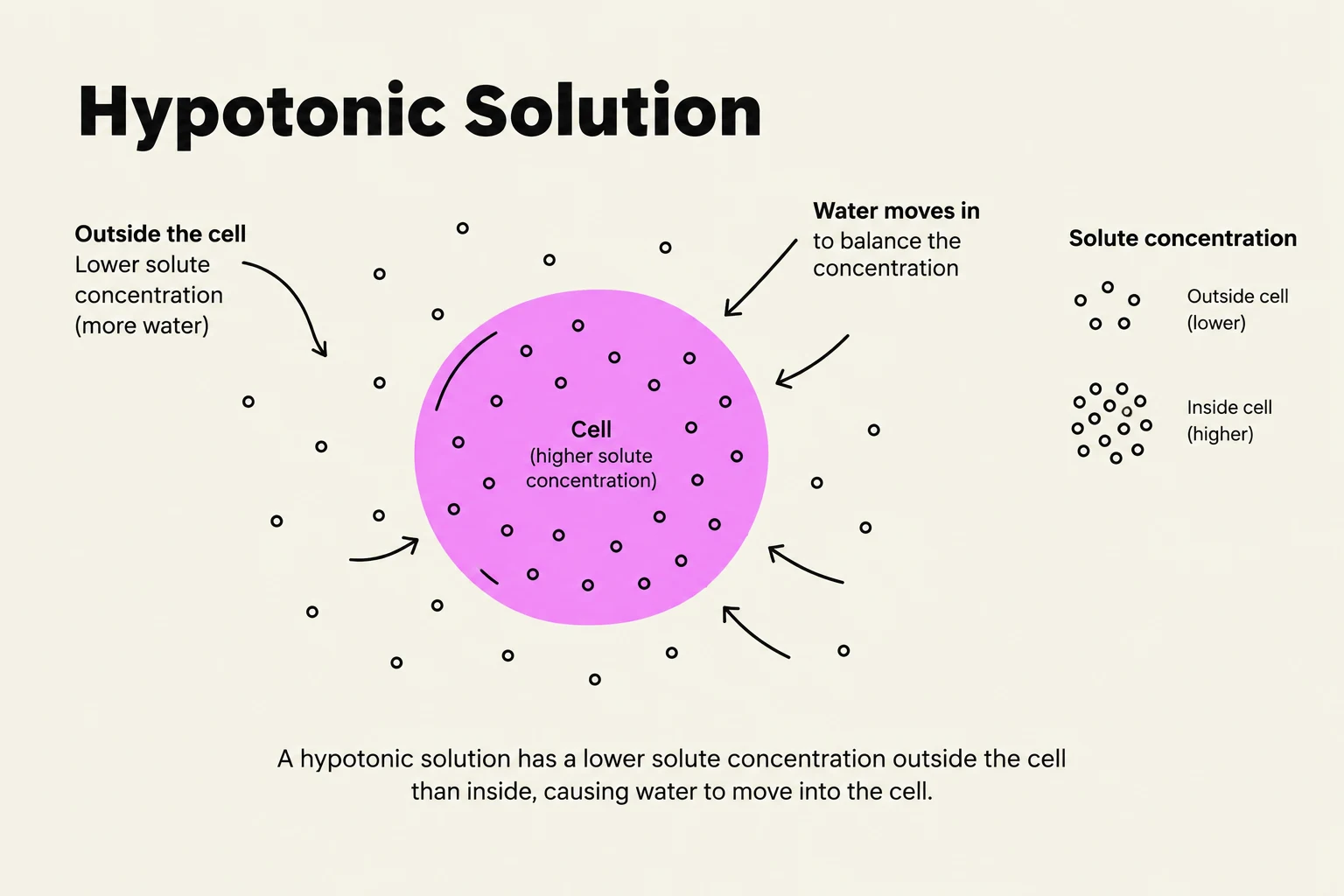 Diagram illustrating the movement of water into a cell in a hypotonic solution, where the solute concentration outside the cell is lower than inside.