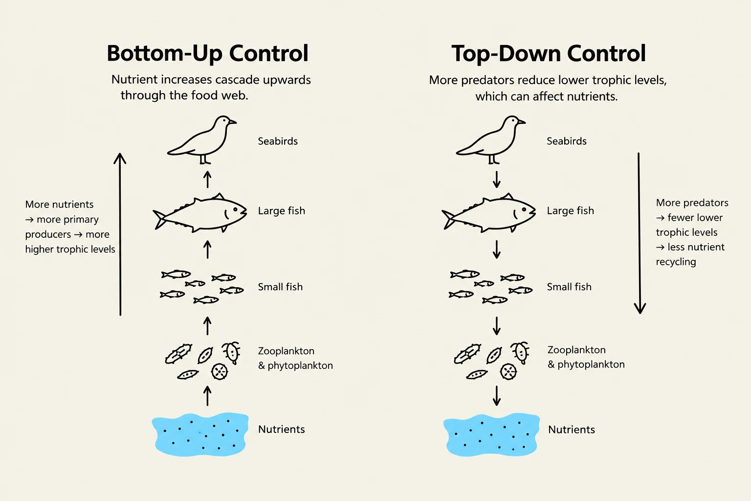 This diagram illustrates two contrasting ecological concepts: Bottom-Up Control, where nutrient availability drives the food web upwards, and Top-Down Control, where predators influence lower trophic levels and nutrient cycling.